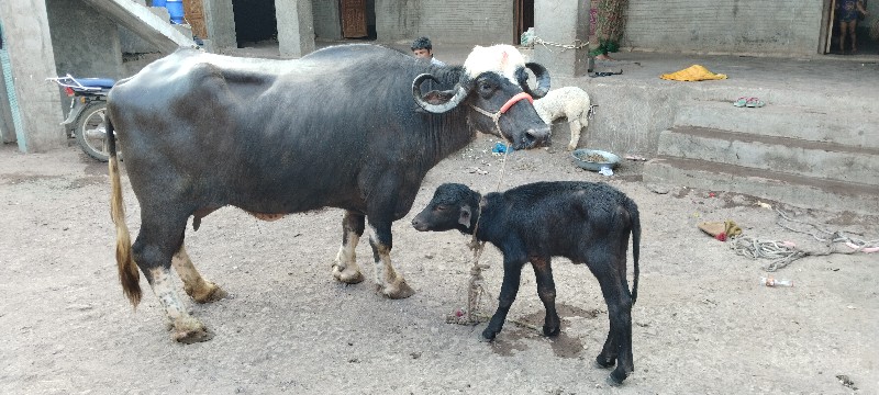 ભેંસ વેચવાની છે...