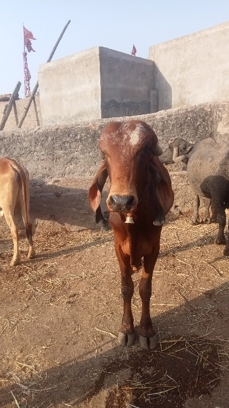 ખુટ વેયવાનોછે