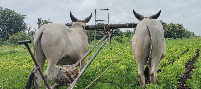 ગોઢલા વેસવાના છ...