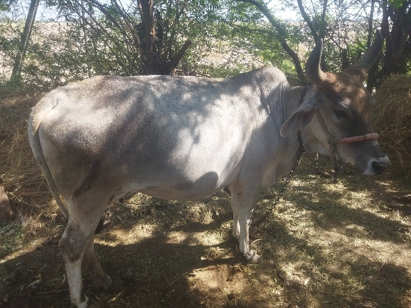 ગાય વેચવા ની છે