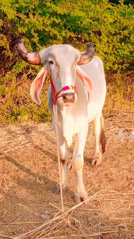 દેવીપુજક લે વેચ