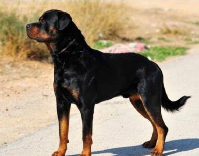 rottweiler  mel...