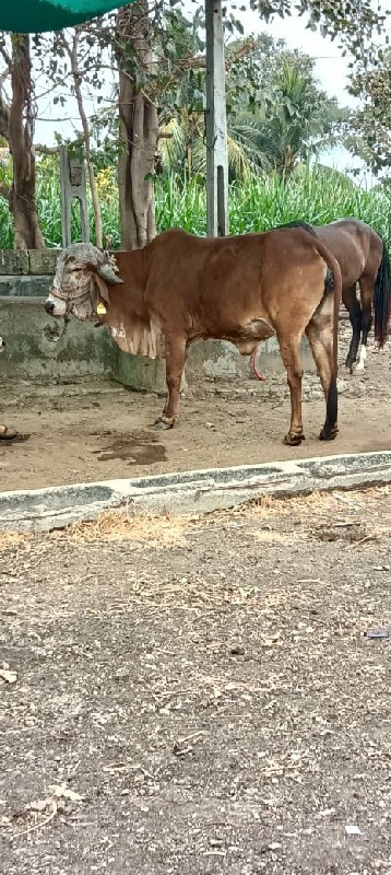 ગીર વોડકી વેચવા...