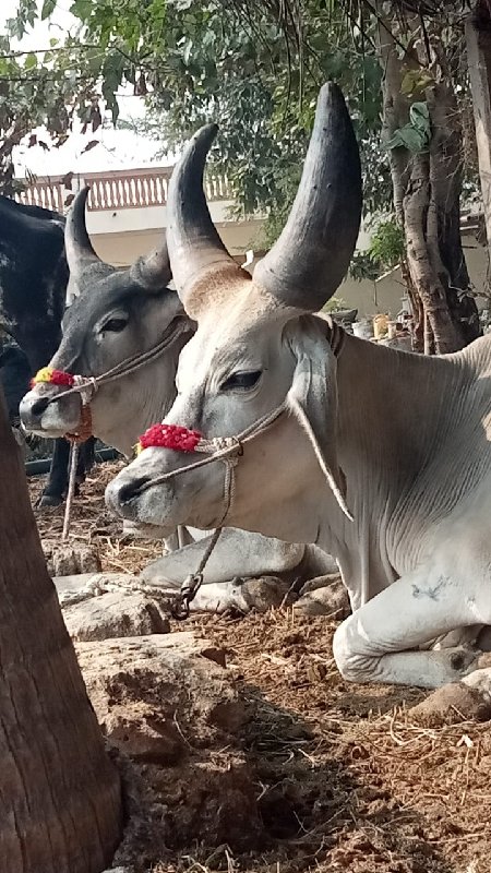 ગોધલા વેસવાનાસે