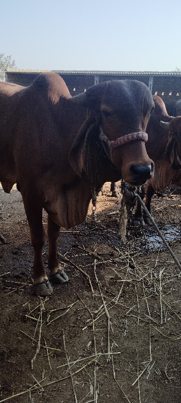 હોડકી વેચવાની છ...