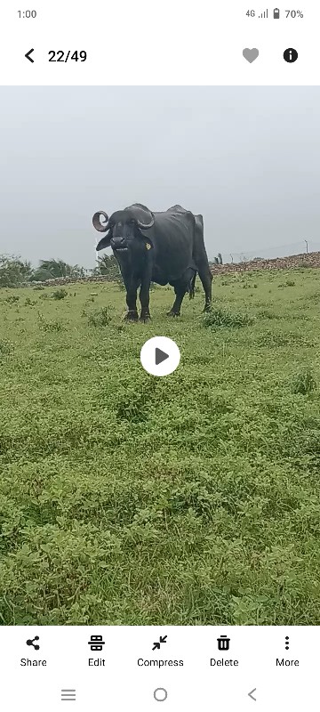 ભેંસ વેચવાની છે