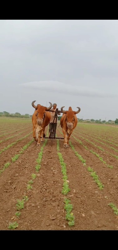 બળદ વેસવાના છે