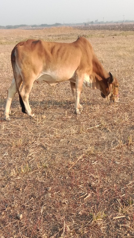 બે પેલું વેતર ગ...