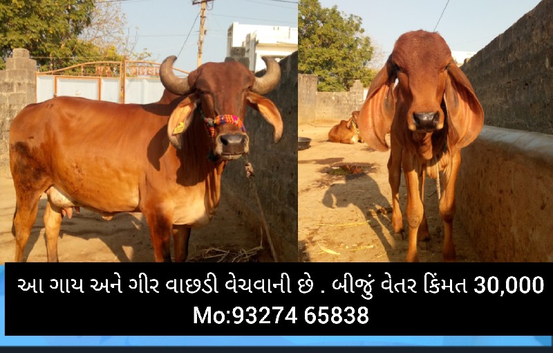 ગાય વેચવાની છે