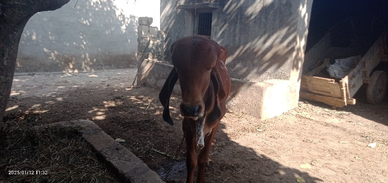 ધણ ખુટ દેવાનો છ...