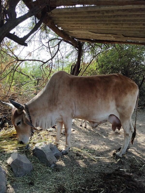 10 દીવસ ની કાચી...