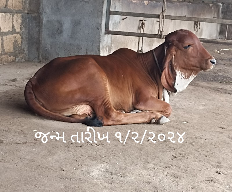 વાછઙી વેચવાની છ...