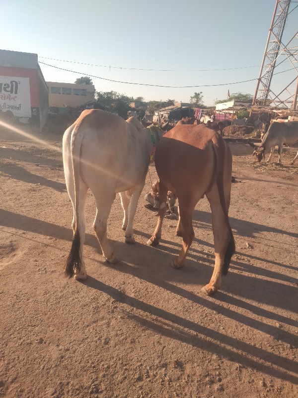 ગોઢલા વેચવાના છ...