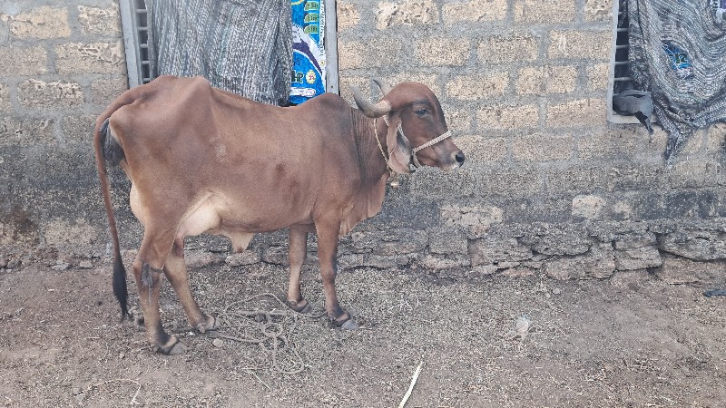 ગાય વેચવાની છે