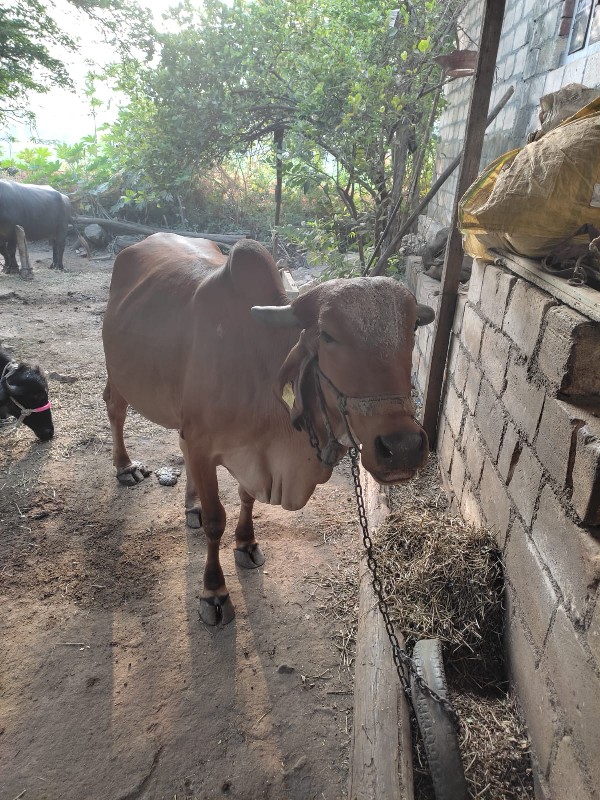 ગાય વેચવાની