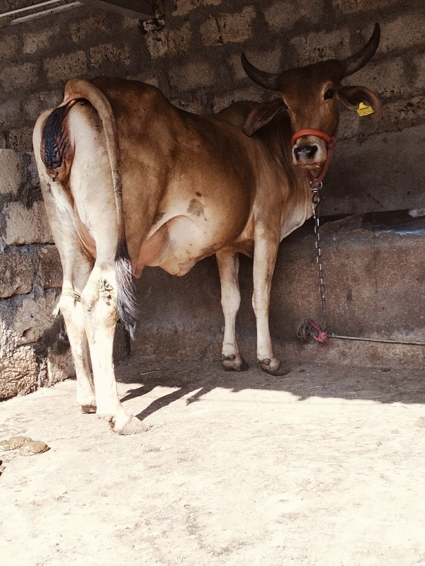 જરસીવોળકીપેલુવે...