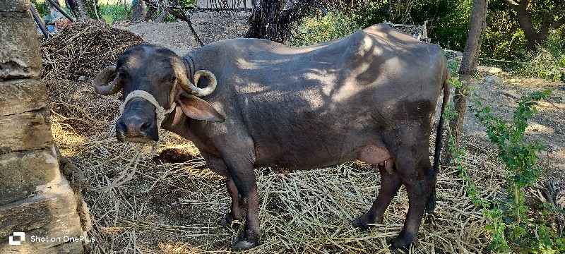 ભેંશ વેસવાની