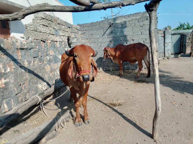 એક ગોધલા વેચવા...