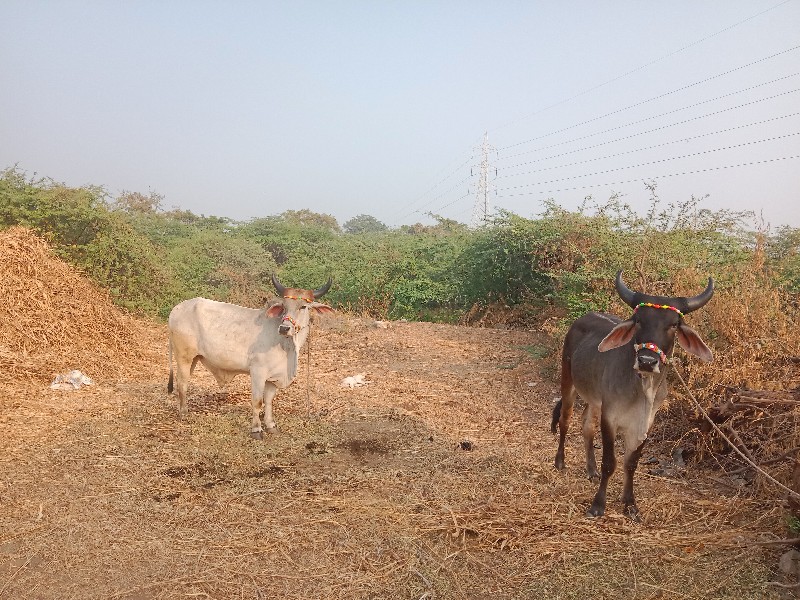 વેચવાનો વાસડા