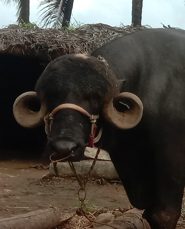 પાડો વેચવાનો છે