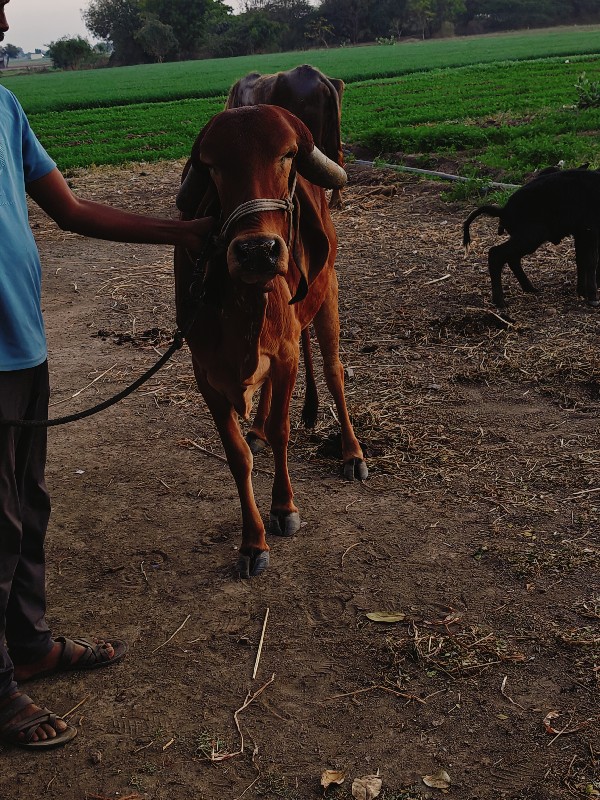 ગાય વેચવાની છે