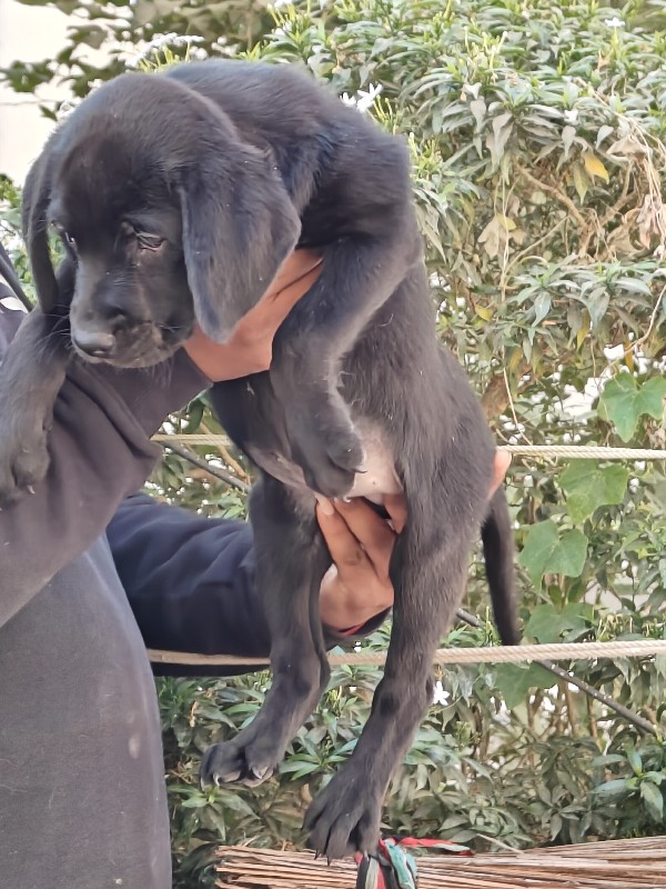 black Labrador...