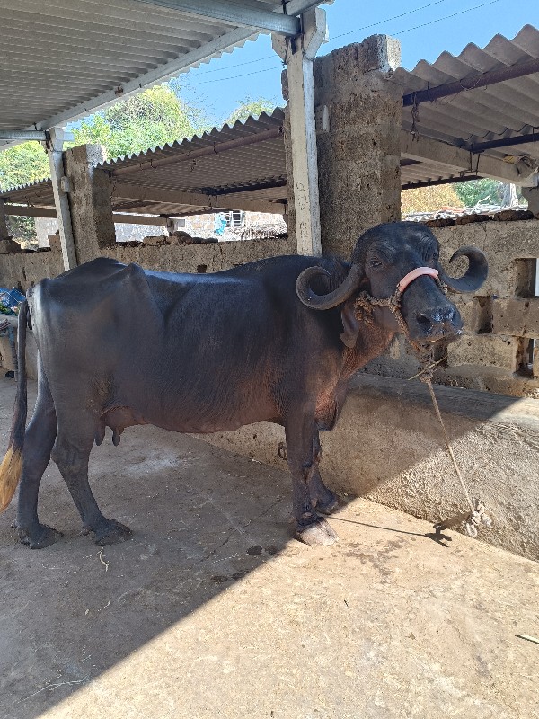 ભેંસ વેચવાની છે