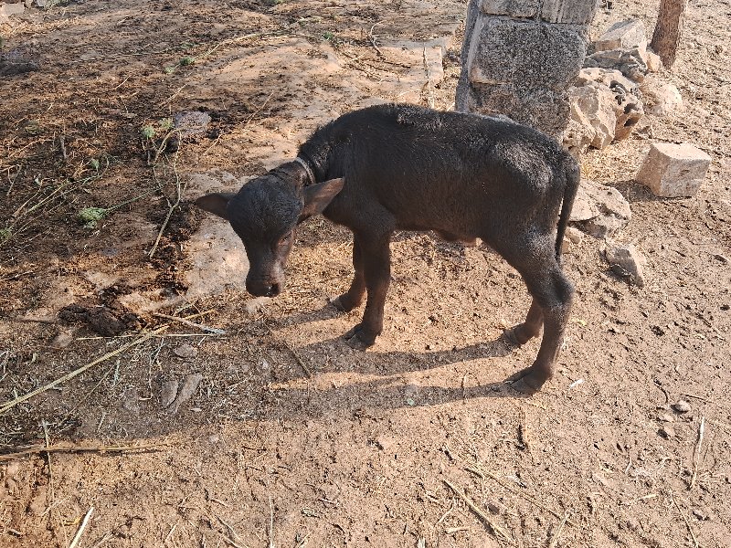 ભેશ વેચવાનછે