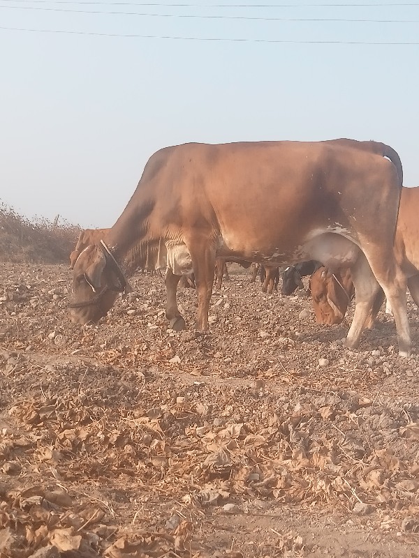 ગાય વેચવાની છે