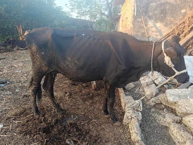 આ જર્સી ગાય વેચ...