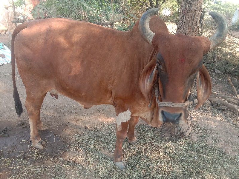 ગાય વેચવાની છે