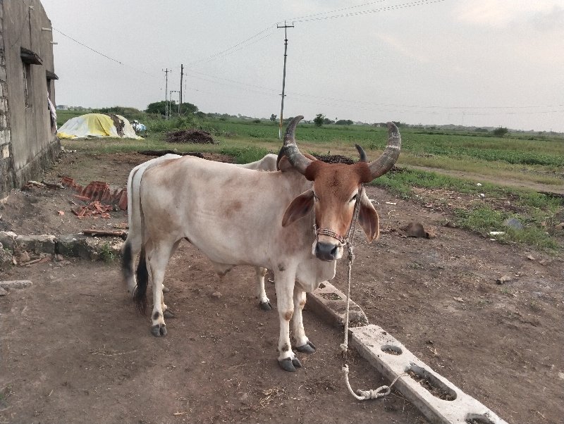 બળદ વેચવાના છે