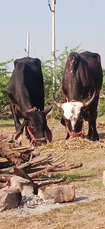 દેવીપુજક ગુડલા...