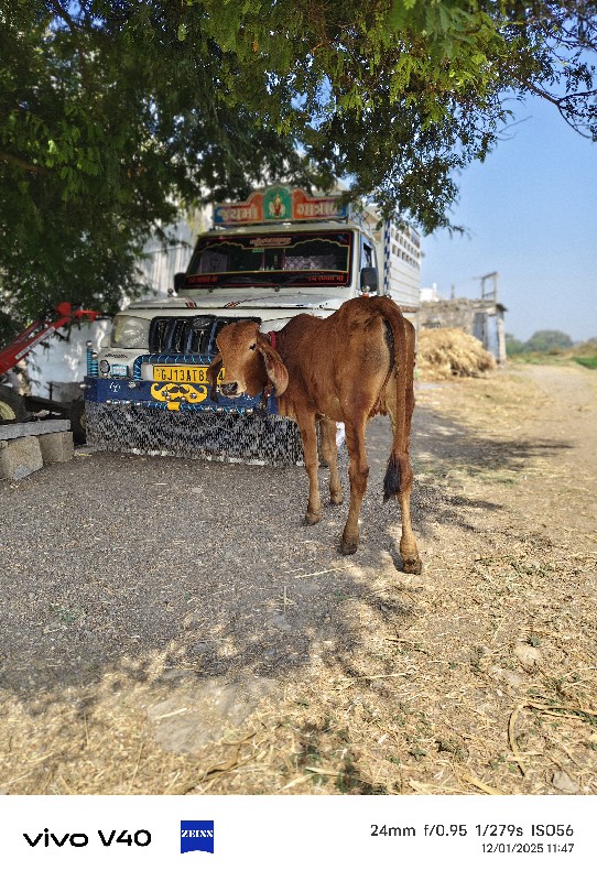 ગાય