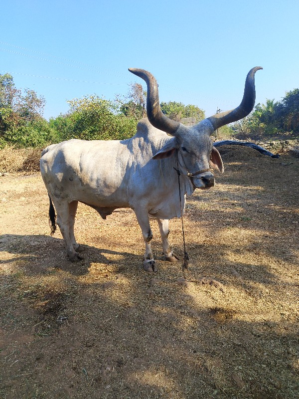 બળદ વેચવાના છે