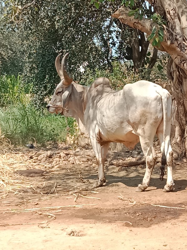 બરધ