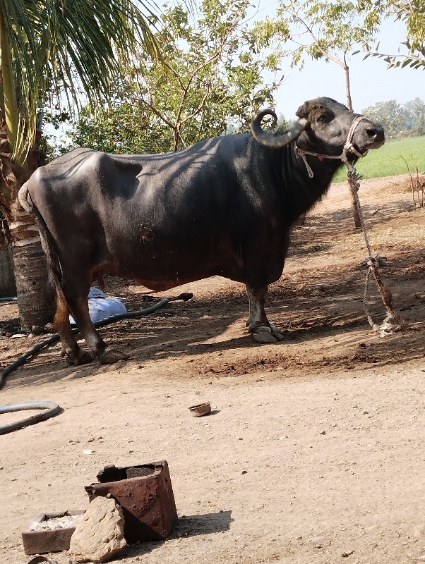 વેચવા ની છે