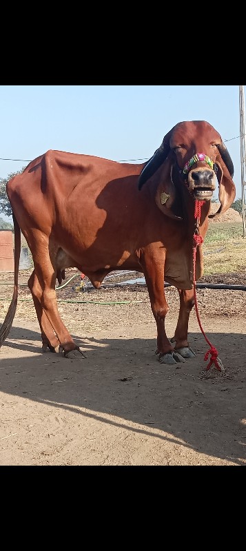 3 ગીર ગાય વેચવા...