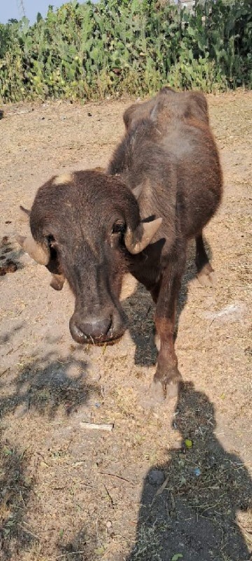 ખડાય વેચવાની છે