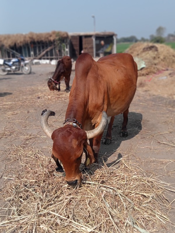 ગાય સુંદર છે