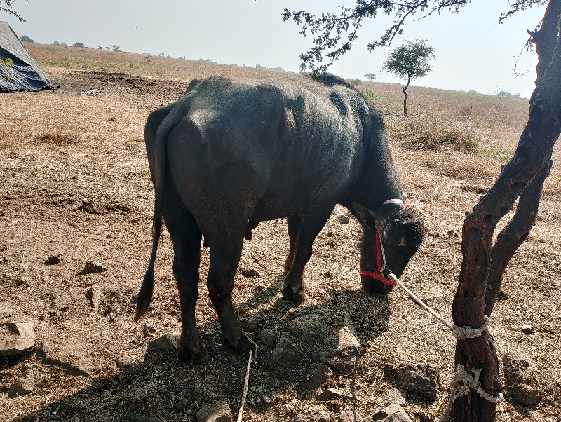 , વિજયવાડા નો વ...