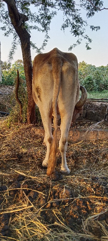 બળદ વેસ વાના સે