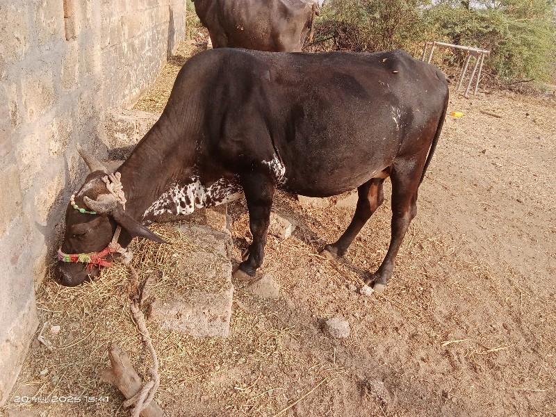 ગાય વેચવાની છે