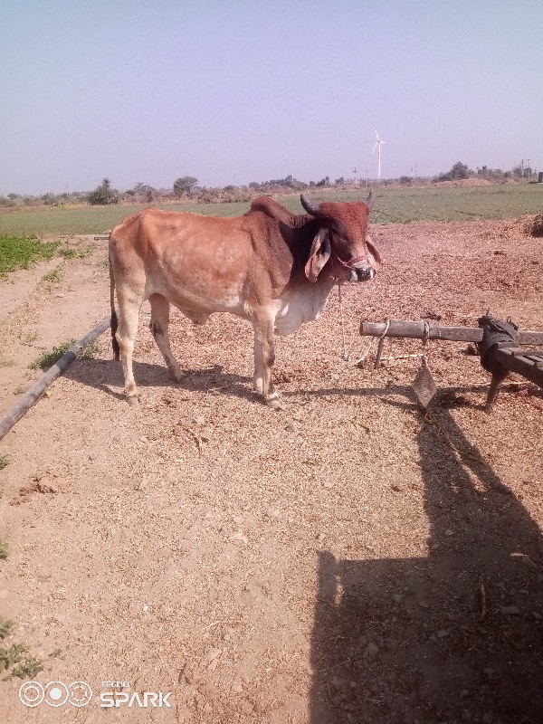 વેચવાનુછે