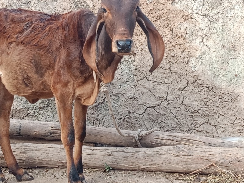 ગીર વાસળી વેચવા...