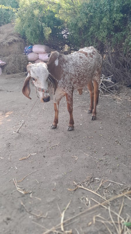 વાસડી વેસવાની છ...