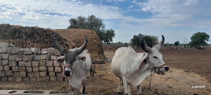 ગોઢલા વેચવાના છ...