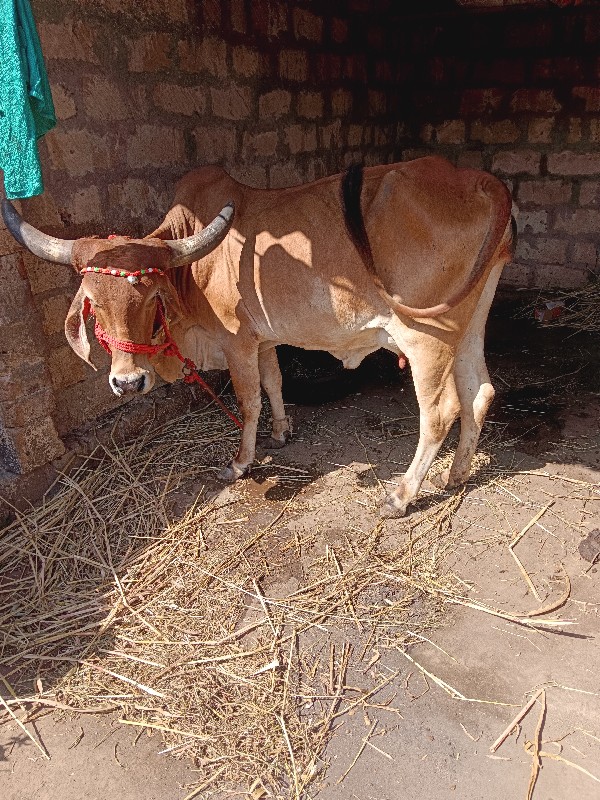 ૨ ગાય વેચવાની છ...