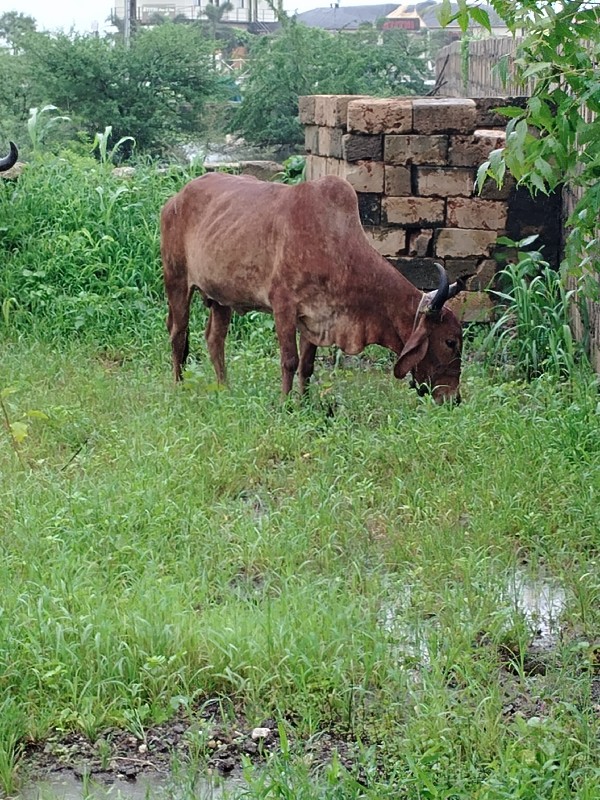 ગાય વેચવાની છે