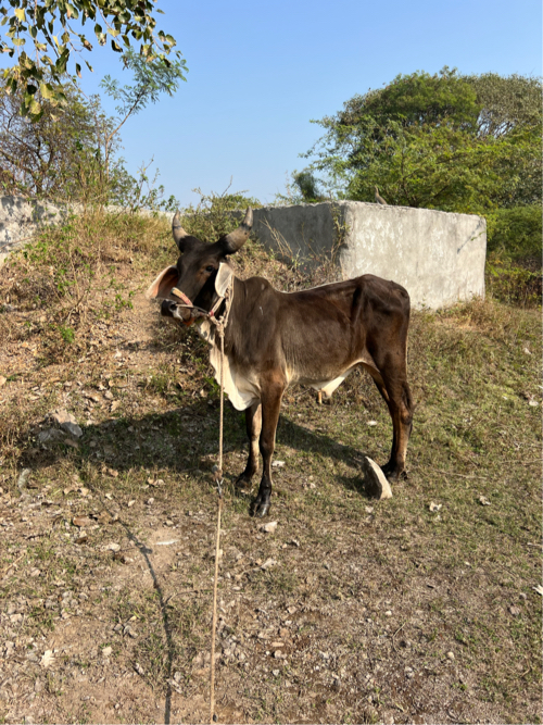 વાછડા